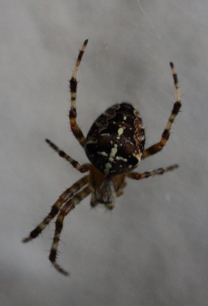 Image IMG_9388x1039.JPG